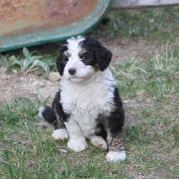 Bernedoodle and Bernese Mountain Dog Puppies from Basin Berners