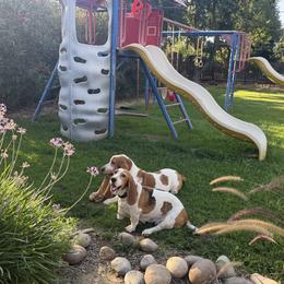 Basset Hound puppies from Bishel Farms Basset Hounds