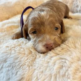 Sparkle - Sable and white female Cockapoo puppy in Adrian, Oregon from ApplebyFarm