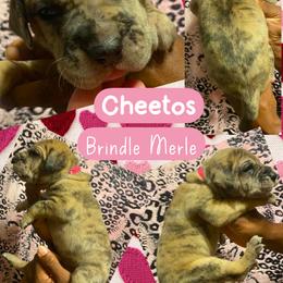 Cheetos - Mantle female Great Dane puppy in Wellsville, New York from Prophecy Danes
