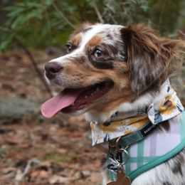 German Shorthaired Pointers, Miniature American Shepherds, and Toy Australian Shepherds from Foxtail Hollow