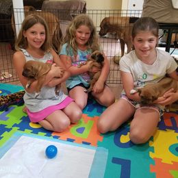 Rhodesian Ridgeback Puppies from Lyonnese Rhodesian Ridgebacks- Debbie Holly