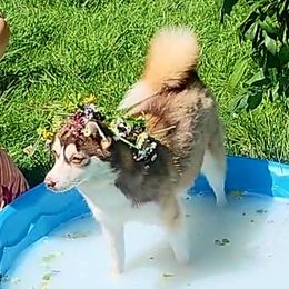 Ember - Pomsky