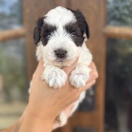 Elena - Parti female Miniature Schnauzer puppy in Mobile, Alabama from Bearded Besties of Alabama