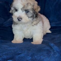 Stan - Tri-color male Coton de Tulear puppy in North Augusta, South Carolina from Furever Cotons