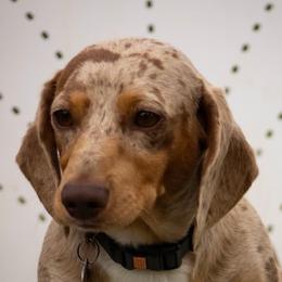 Barley - Dapple male Dachshund puppy in Madison, Wisconsin from SK Miniature   Dachshunds