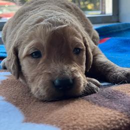 Boy 3 - Golden male Golden Retriever puppy in Princeton, Minnesota from North Country Goldens