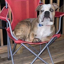 Olde English Bulldogge Puppies from Gods Of Olympus Bulldogges