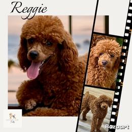 Poodle puppies from Country Acre Poodles