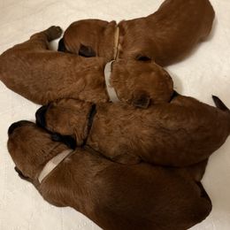 Soft Coated Wheaten Terrier puppies from Wagging Wheatens