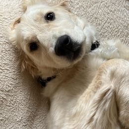 Golden Retrievers from Hillcrest Goldens