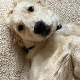 Golden Retrievers from Hillcrest Goldens