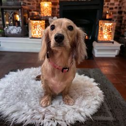 Taylor - Dachshund