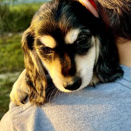 Dachshund Puppies from Island Farms Mimi’s Dachshunds Florida