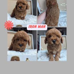 Iron Man - Red  male Goldendoodle puppy in Newdale, Idaho from Canyon Creek Puppies
