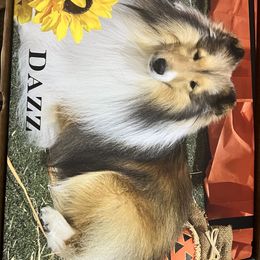 Dazz - Shetland Sheepdog