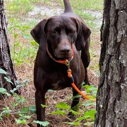 German Shorthaired Pointers from Winterwood Shorthairs