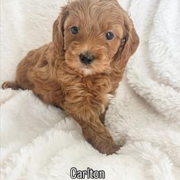 Carlton - Red  male Goldendoodle puppy in Orem, Utah from Daphne's Dozen
