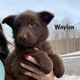 Red HC AKA Waylon - Liver male German Shepherd puppy in Terra Alta, West Virginia from Shepherd Country Farm and Kennels