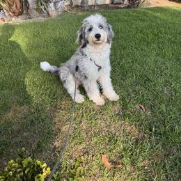 Goldendoodle, Poodle, and Sheepadoodle All Grown Up from Exquisite Doodles