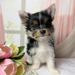 Cooper 1800 - Parti male Yorkshire Terrier puppy in Douglas, Georgia from South Georgia Yorkies and Biewers