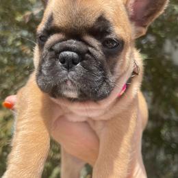 Sweet Bailee - Fawn and white female French Bulldog puppy in Spanaway, Washington from Beloved Frenchies