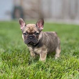 Chanel - Fawn female French Bulldog puppy in South Bend, Indiana from Furever Faithful Frenchies LLC