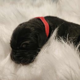 Achilles - Red collar - Black male Great Dane puppy in Albany, Oregon from Red Cloud Australian Shepherds and DeGray Great Danes & Bulldogs