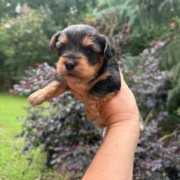 Amber - Black and gold female Yorkipoo puppy in Henderson, North Carolina from Dorans Danes and Doodles