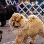 Chow Chow from Mary's Chows