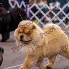 Chow Chow from Mary's Chows