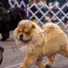 Chow Chow from Mary's Chows