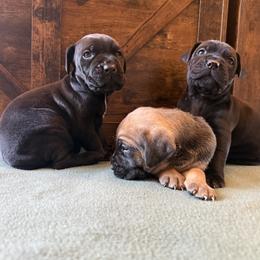 Cane Corso Puppies from Cowan Farms
