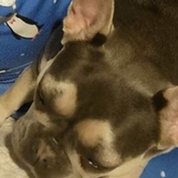 French Bulldogs from Blue Bully Farm LLC.