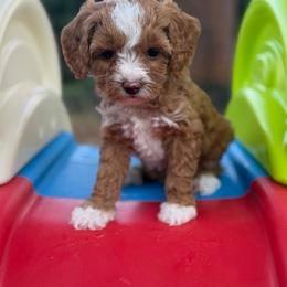 Love - Red  female Goldendoodle puppy in Newnan, Georgia from Wagging Tailz Pups