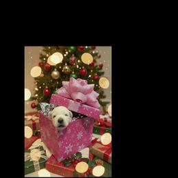 Pink Collar  (Macy) - White female Berger Blanc Suisse puppy in Rice Lake, Wisconsin from Windswept White Swiss Shepherds
