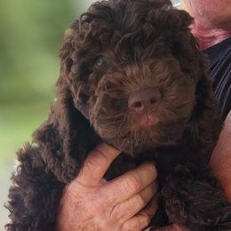 Kevin - Chocolate male Australian Labradoodle puppy in Ocala, Florida from Vinton Valley Australian Labradoodles