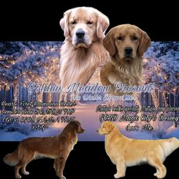Golden Retriever puppies from Golden Meadow