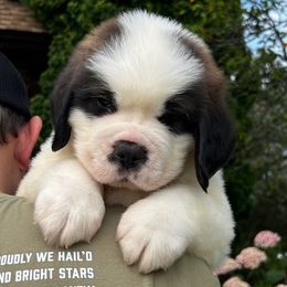 Blue collar - Brown and white male Saint Bernard puppy in New York from Johnson Farms