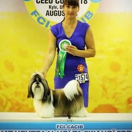 Poodle and Shih Tzu All Grown Up from Ganna Sultan