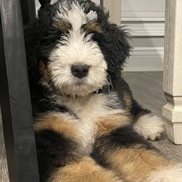 Bernedoodles from Journey Doodles