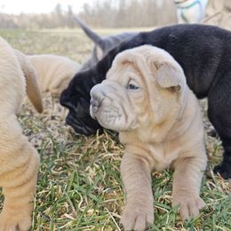 Cupcake - Lilac dilute Chinese Shar-Pei puppy in Ohio from Sheriff Shar-pei's