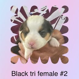 Black tri #2 - American Corgi puppy from Mahala Henry