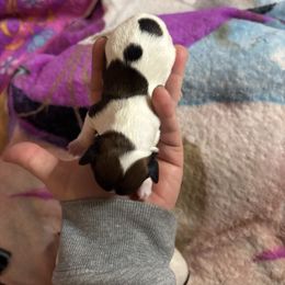 Jesse - Red sable male Havanese puppy in Independence, Iowa from EClair's Havanese