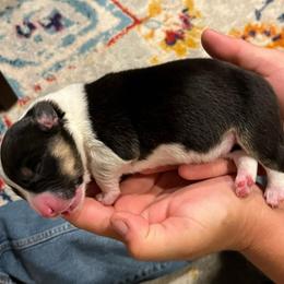 Meriwether - Black and white female Cardigan Welsh Corgi puppy in Lebanon, Pennsylvania from Long Acre Farm