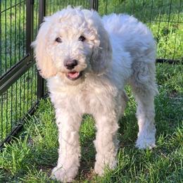 Angel Cake - White female Poodle puppy in Clayton, Washington from Short Legs & Curly Wags LLC