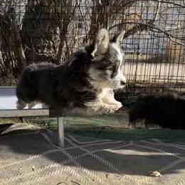 Pembroke Welsh Corgi Puppies from BriarFox Welsh Corgis
