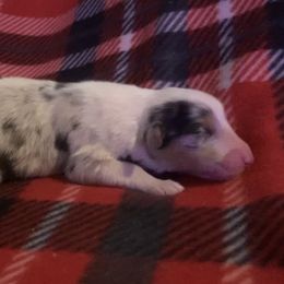 Boy 1 - Collie puppy from Collegiate Bassets and Rheign Collies