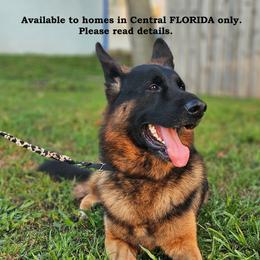 Icon - Black and red male German Shepherd puppy in Central Florida, Florida from Endeavor German Shepherds