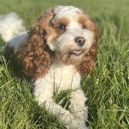 Cavapoos from Elway’s Cavapoo’s